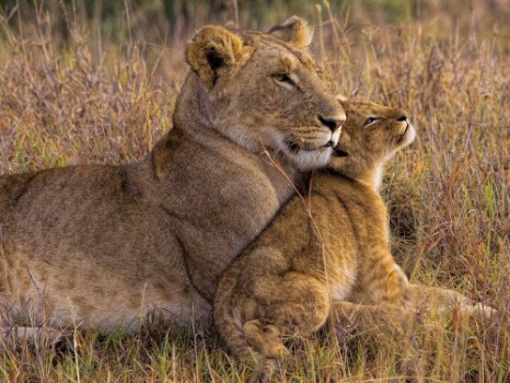 Bild på Baby Lion with Mother