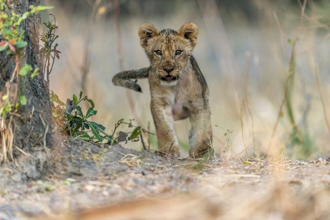 Picture of Cub