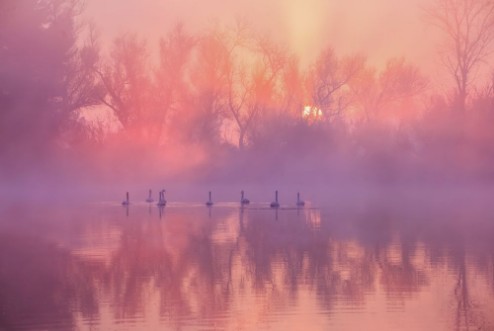 Bild på Swan Lake Sunrise