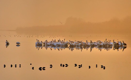 Afbeeldingen van Good morning pelicans!