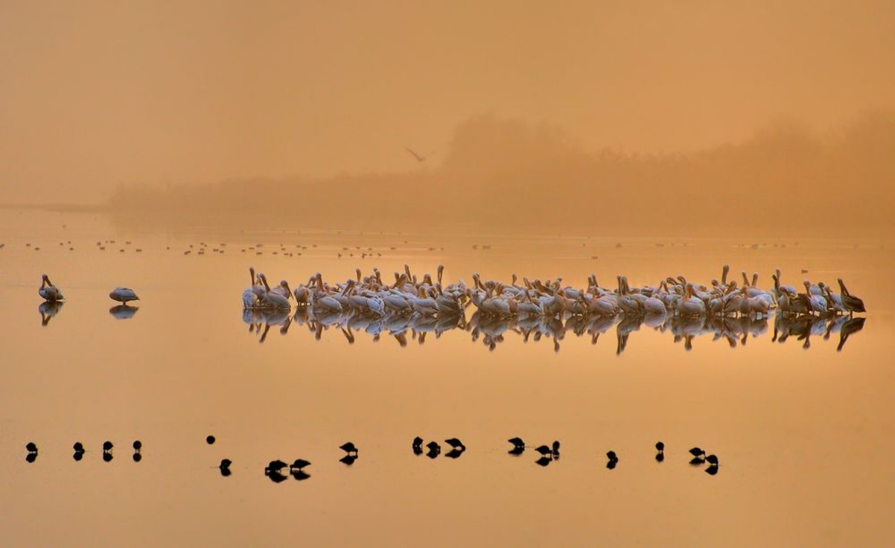 Bild på Good morning pelicans!