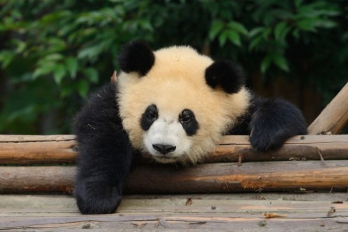 Afbeeldingen van Giant Panda Bear