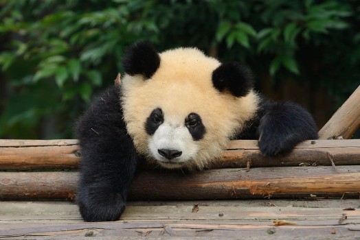Picture of Giant Panda Bear