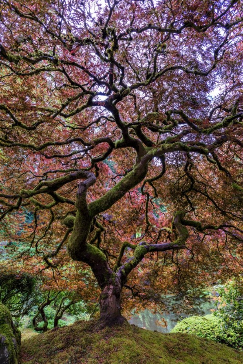 Afbeeldingen van Japanese Maple Tree