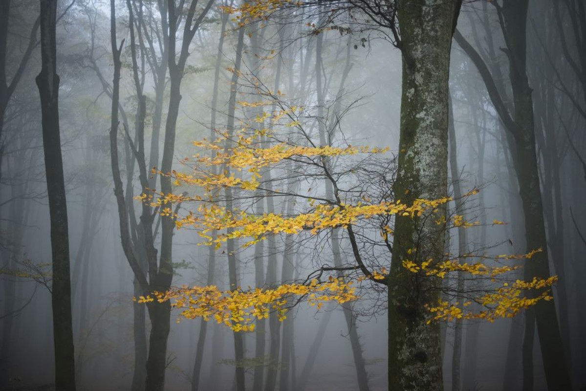 Bild på Beech Forest in Autumn