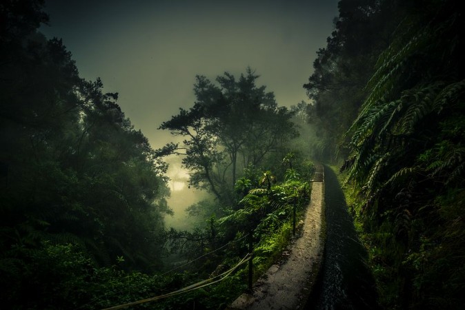 Picture of Levada Walk