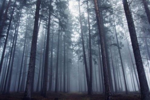 Mysterious Foggy Forest photowallpaper Scandiwall