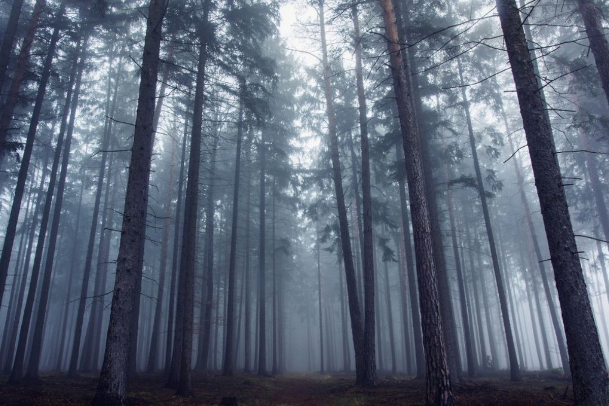 Afbeeldingen van Mysterious Foggy Forest