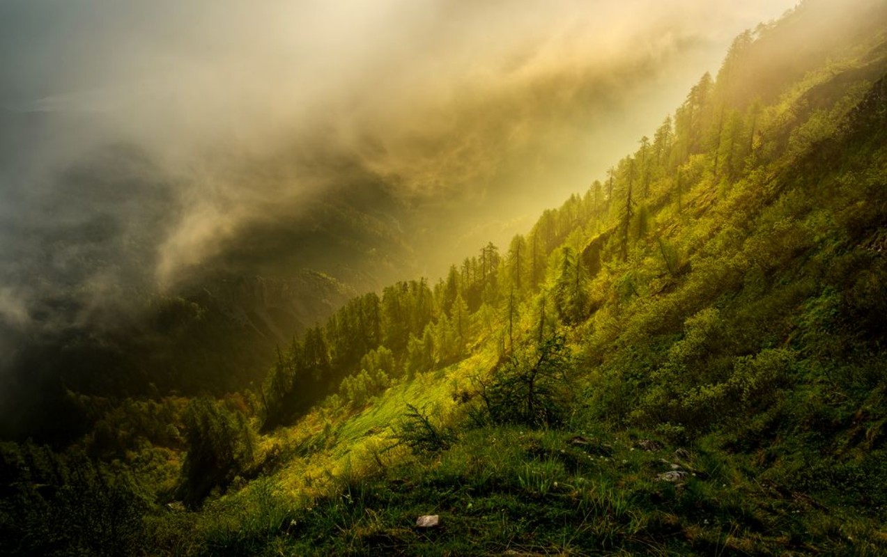 Image de Lothlorien Forest
