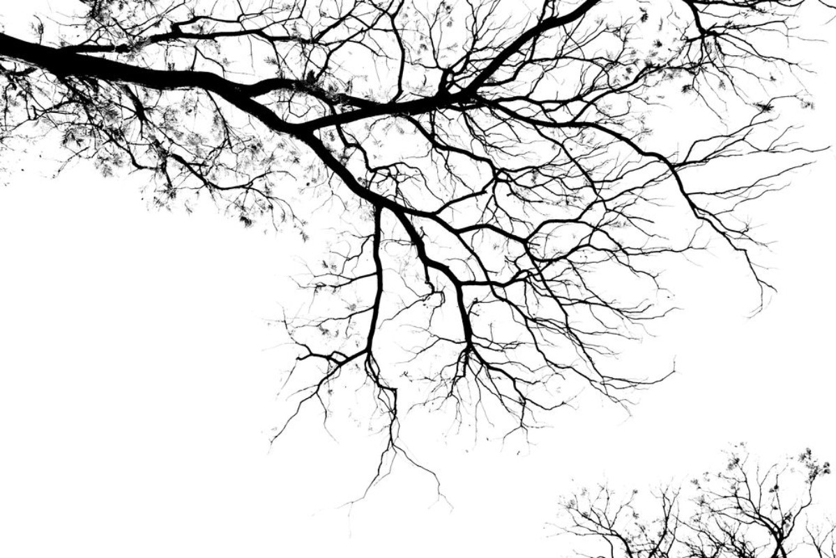 Picture of Branches