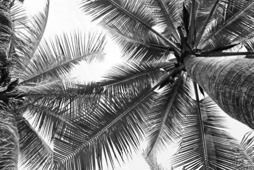 Coconut trees photowallpaper Scandiwall