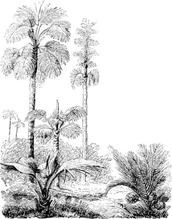 Picture of Gebang and Nipa Palm Trees