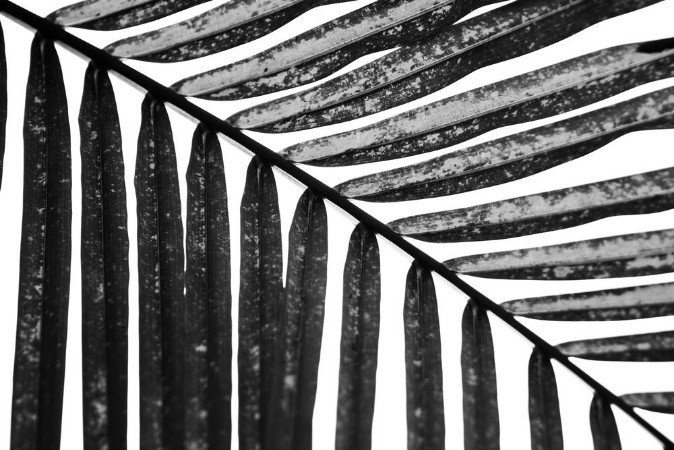 Bild på Palm in Black and White