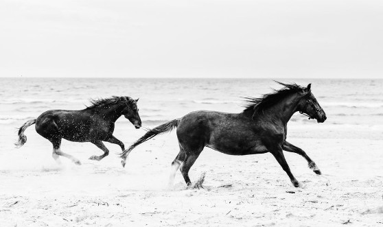 Image de Horses Galopading on the Seashore