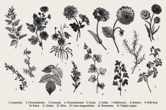 Bild på Botanical Illustration