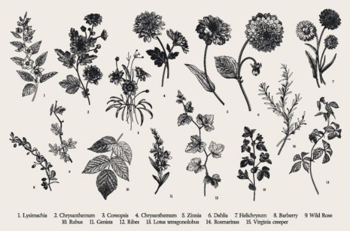 Picture of Botanical Illustration