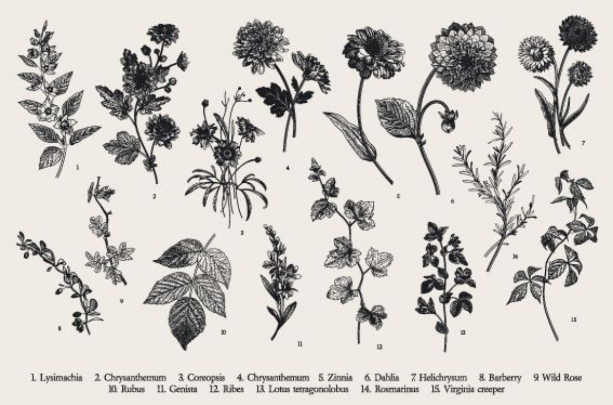Afbeeldingen van Botanical Illustration