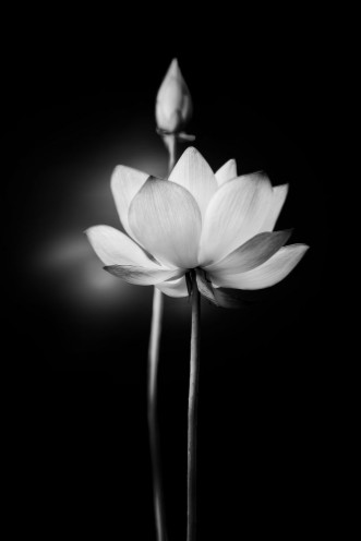 Image de White Lotus Flower