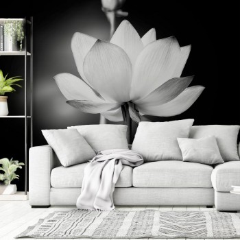 Picture of White Lotus Flower