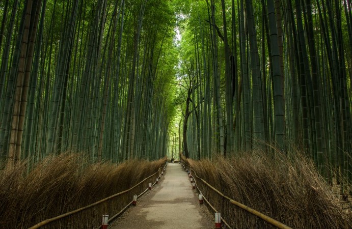 Bild på Bamboo Forest Japan