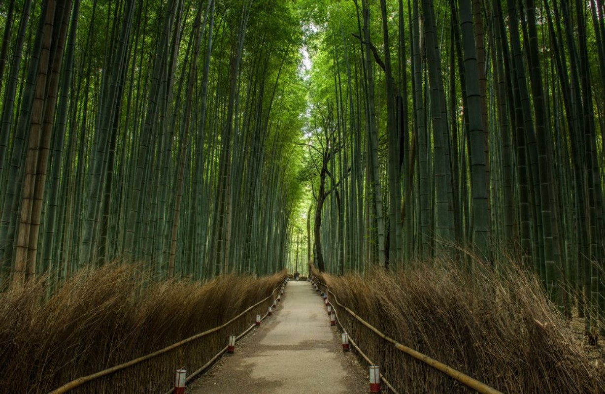 Afbeeldingen van Bamboo Forest Japan