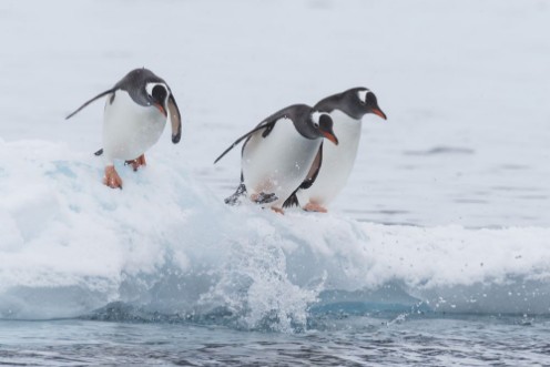 Afbeeldingen van Gentoo Penguins