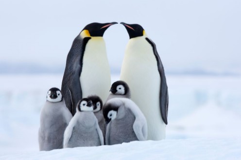Afbeeldingen van Emperor Penguins with Chicks
