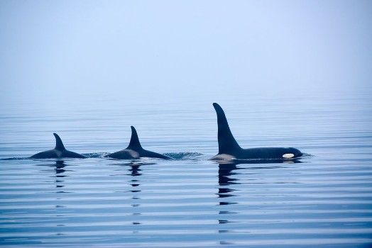 Picture of Orca Family