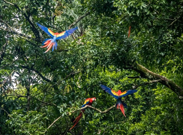 Afbeeldingen van Scarlet Macaws