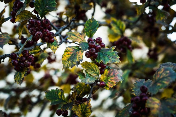 Afbeeldingen van Ripe Hawthorn