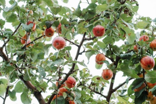 Picture of The Apple Tree