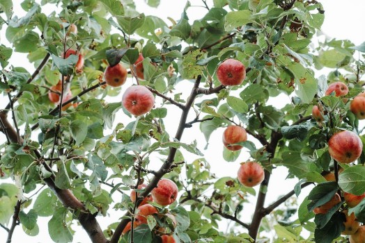 Bild på The Apple Tree