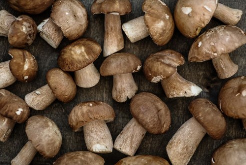 Bild på Porcini Mushrooms