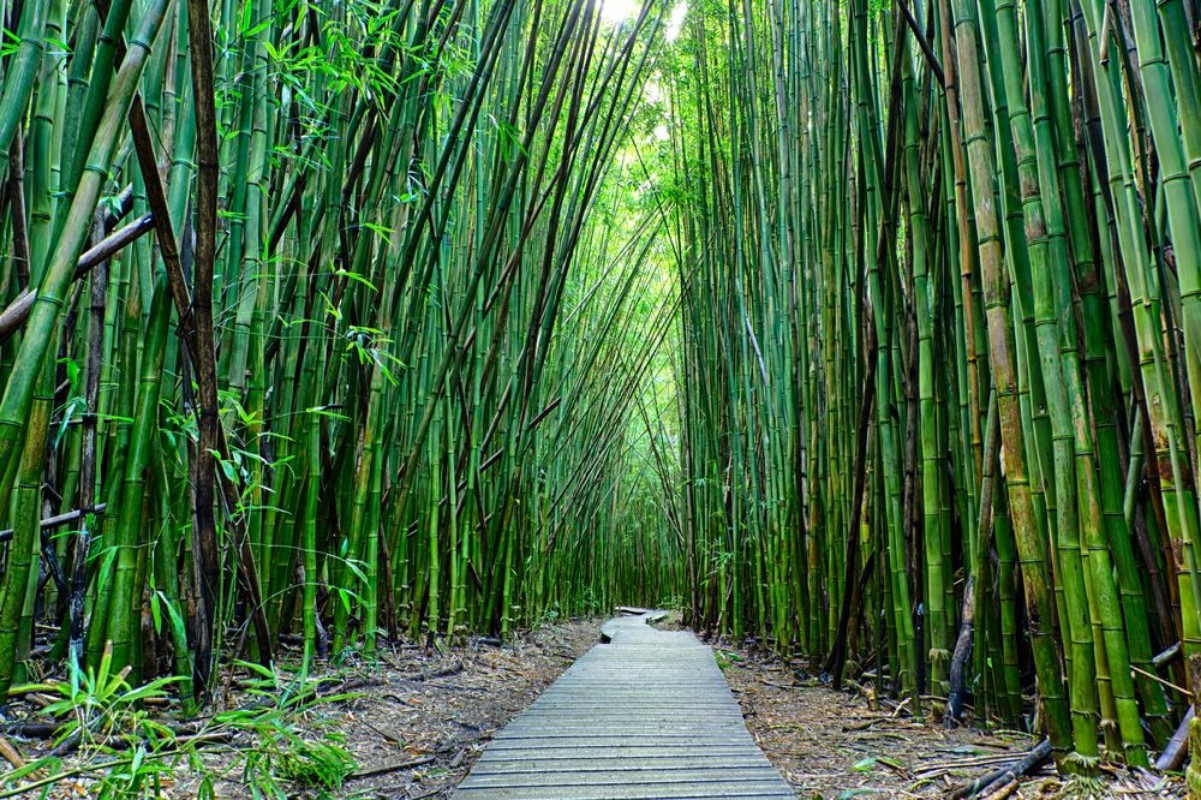 Afbeeldingen van Bamboo Forrest