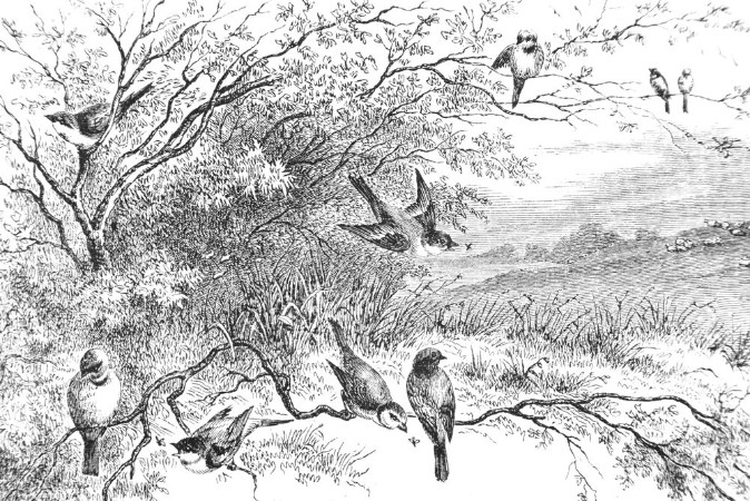 Bild på Birds on Branches