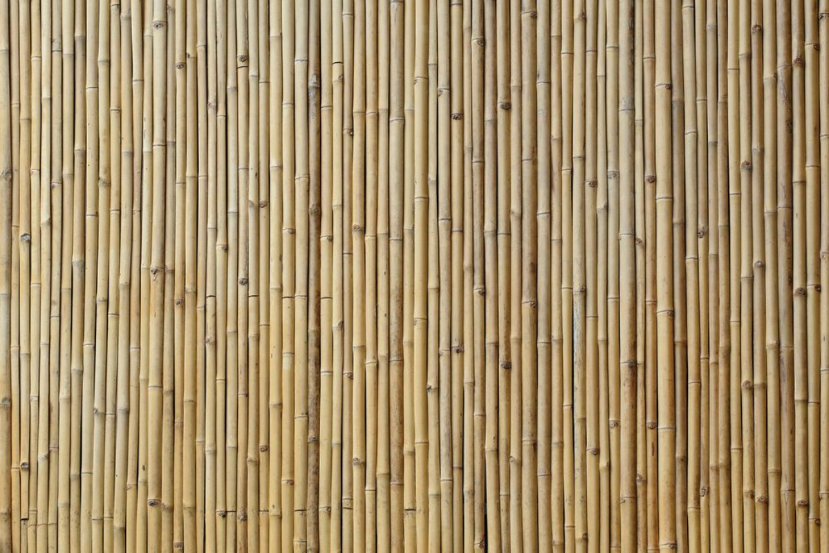 Afbeeldingen van Bamboo