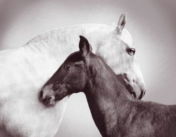 Picture of Andalusian Mare with Foal