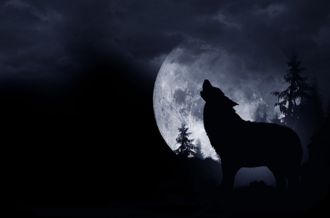 Bild på Howling Wolf Background