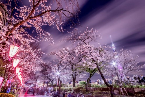 Afbeeldingen van Tokyo Cherry Blossoms at night