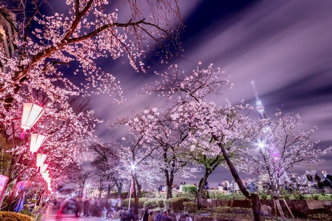 Picture of Tokyo Cherry Blossoms at night