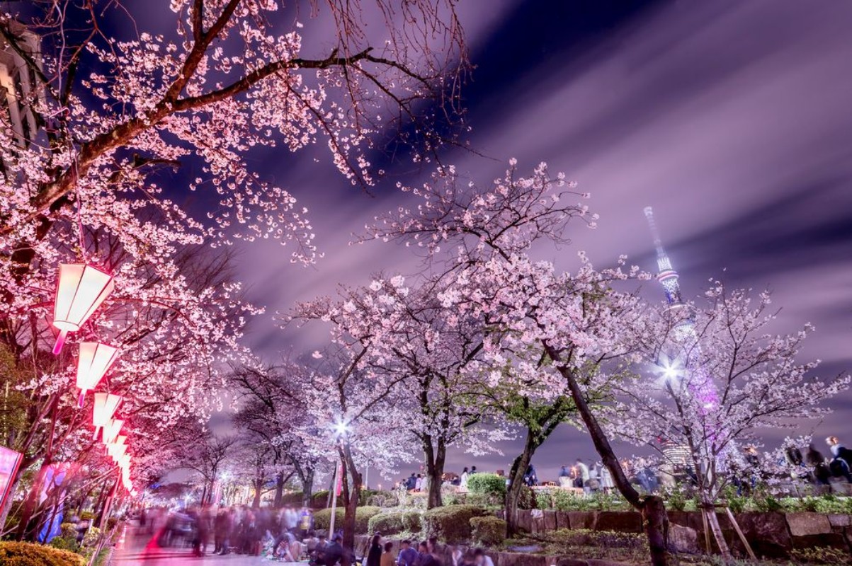 Bild på Tokyo Cherry Blossoms at night
