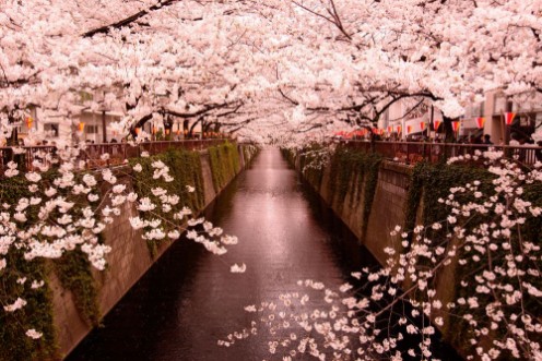 Bild på Meguro River Cherry Blossoms