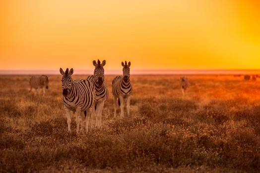 Bild på Herd of Zebra