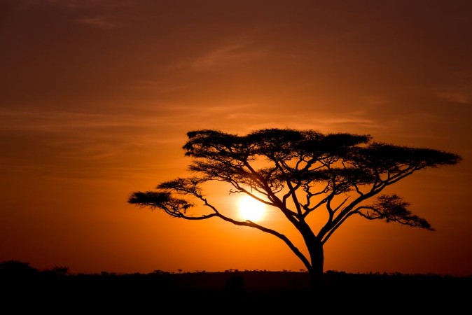 Bild på Acacia Tree Against Sunrise Tanzania