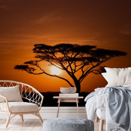 Picture of Acacia Tree Against Sunrise Tanzania
