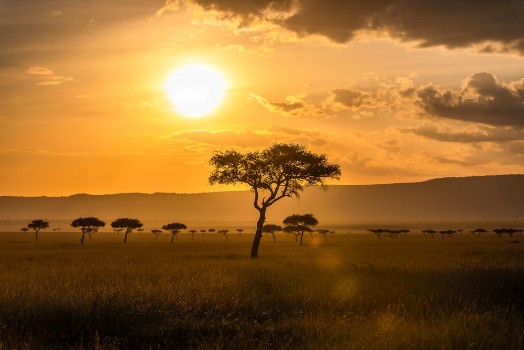 Picture of Acacia Trees