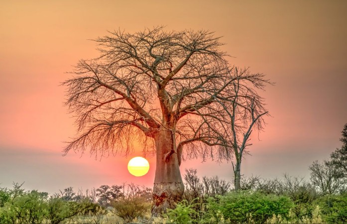 Bild på Sunset and Boab Tree