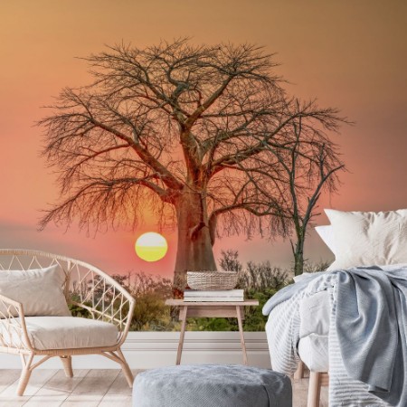 Image de Sunset and Boab Tree