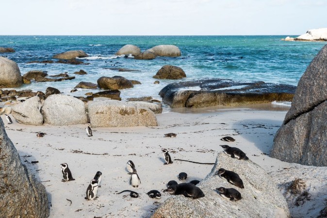 Image de African Jackass Penguins