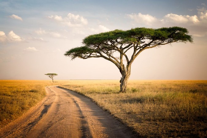 Bild på African Landscape - Tanzania